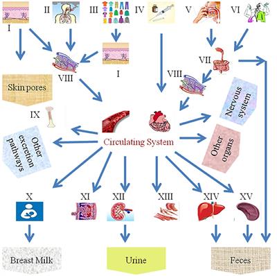 Toxicity of Nanoparticles on the Reproductive System in Animal Models: A Review